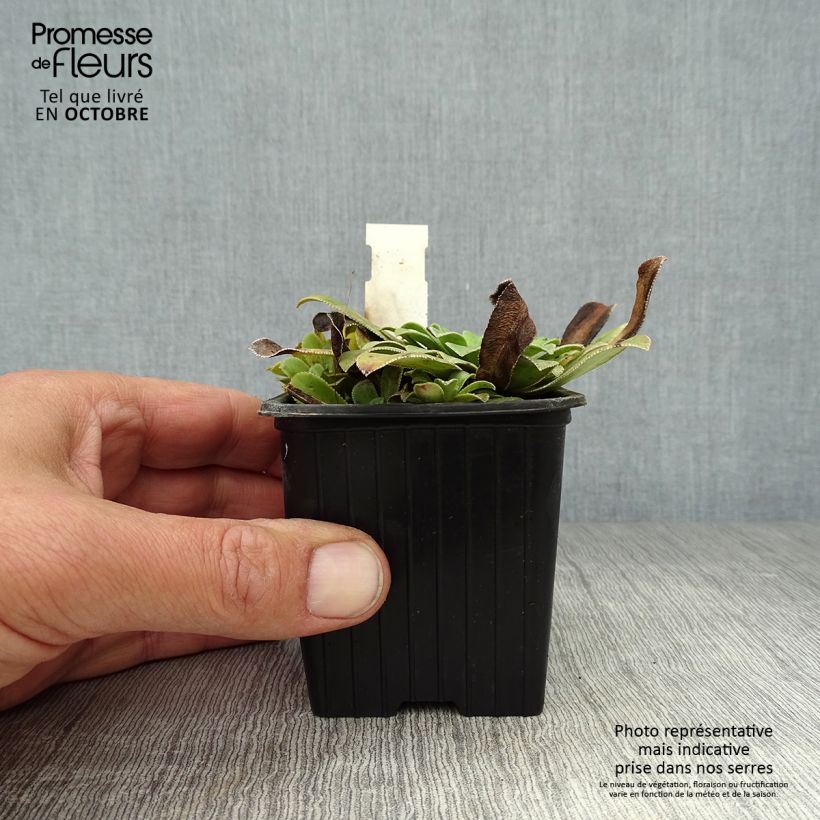 Saxifraga cotyledon Southside Seedling 8/9 cm pot sample as delivered in autumn