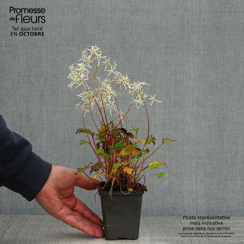 Saxifraga fortunei Rubrifolia 8/9 cm pot sample as delivered in autumn