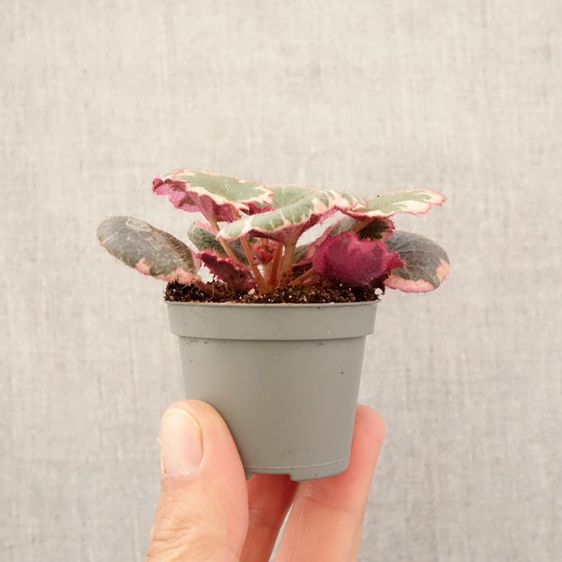 Saxifraga stolonifera Variegata - Creeping saxifrage Mini-plante sample as delivered in spring