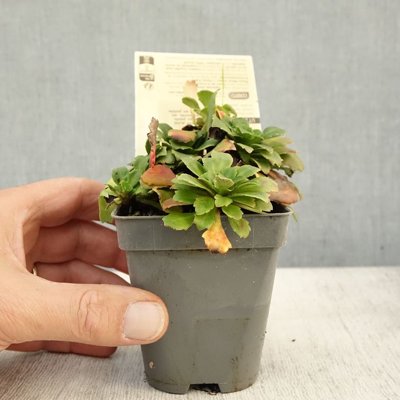 Saxifraga x urbium Aureopunctata 8/9 cm pot sample as delivered in autumn