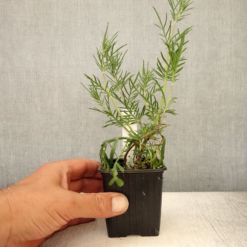 Scabiosa canescens ou suaveolens - Scabieuse odorante Godet de 8/9 cm sample as delivered in summer
