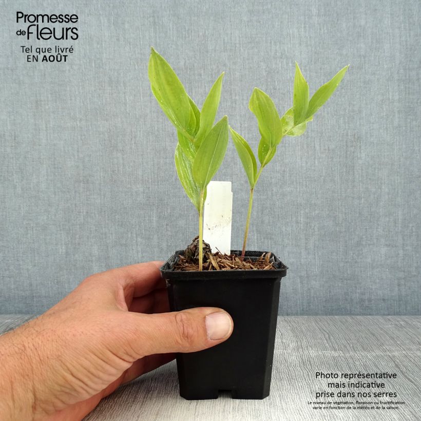 Polygonatum odoratum - Solomon's Seal 8/9 cm pot sample as delivered in summer