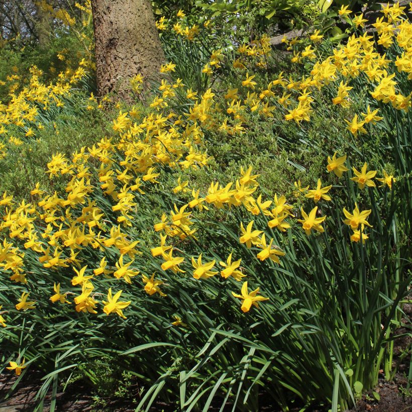 Narcissus cyclamineus Rapture (Plant habit)