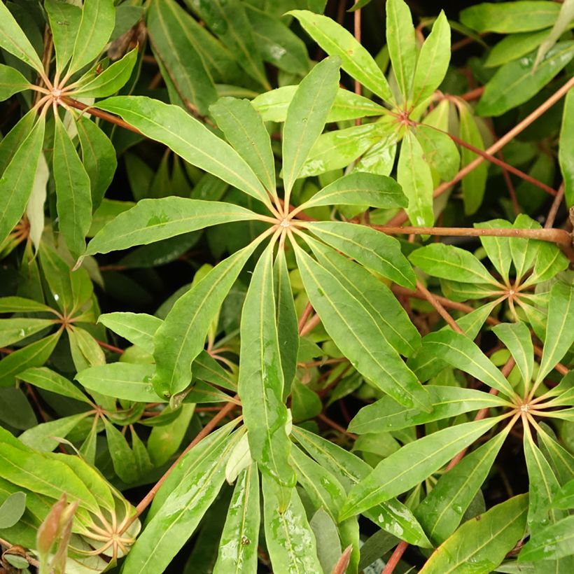 Schefflera taiwaniana (Foliage)