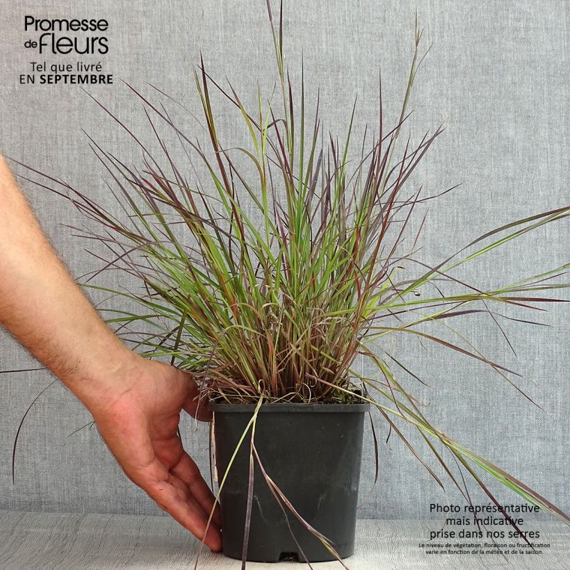 Schizachyrium scoparium Colorado 2L/3L pot sample as delivered in summer