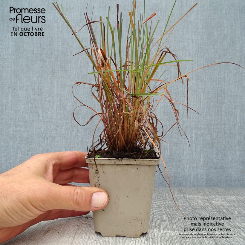 Schizachyrium scoparium Prairie Blues en godet de 9 cm sample as delivered in autumn