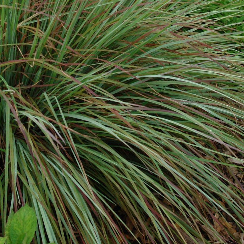 Schizachyrium scoparium Standing Ovation (Foliage)