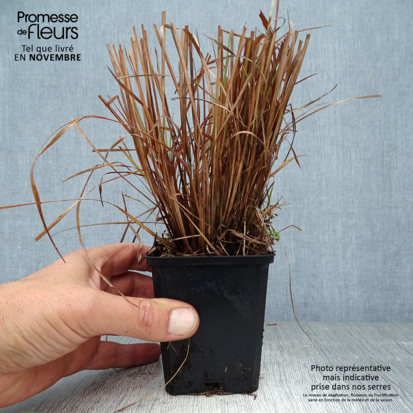 Schizachyrium scoparium Standing Ovation Godet de 9cm sample as delivered in autumn