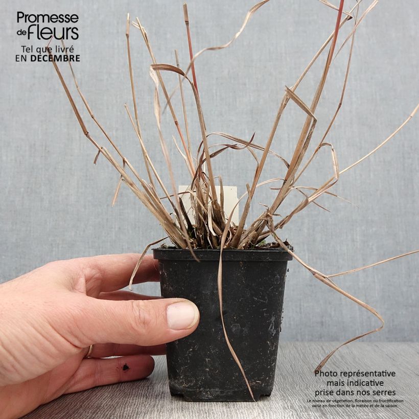 Schizachyrium scoparium Wild West - Andropogon, Herbe à balais - Godet de 8/9 cm sample as delivered in autumn