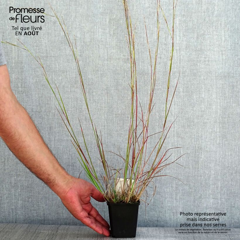 Schizachyrium scoparium Wild West 8/9 cm pot sample as delivered in summer