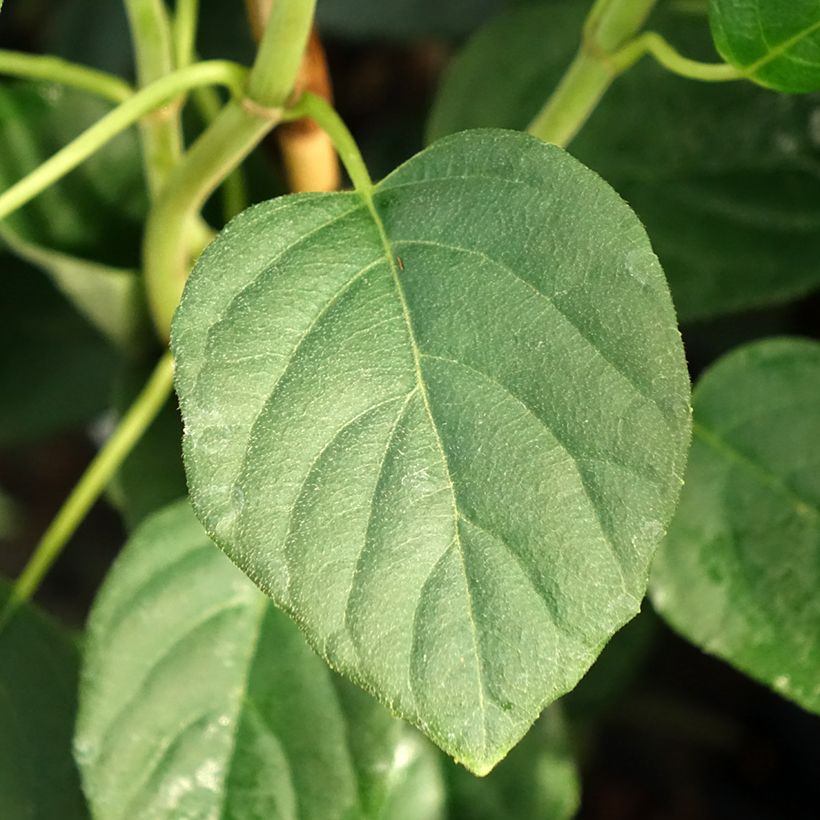 Schizophragma fauriei Angel Wings (Foliage)