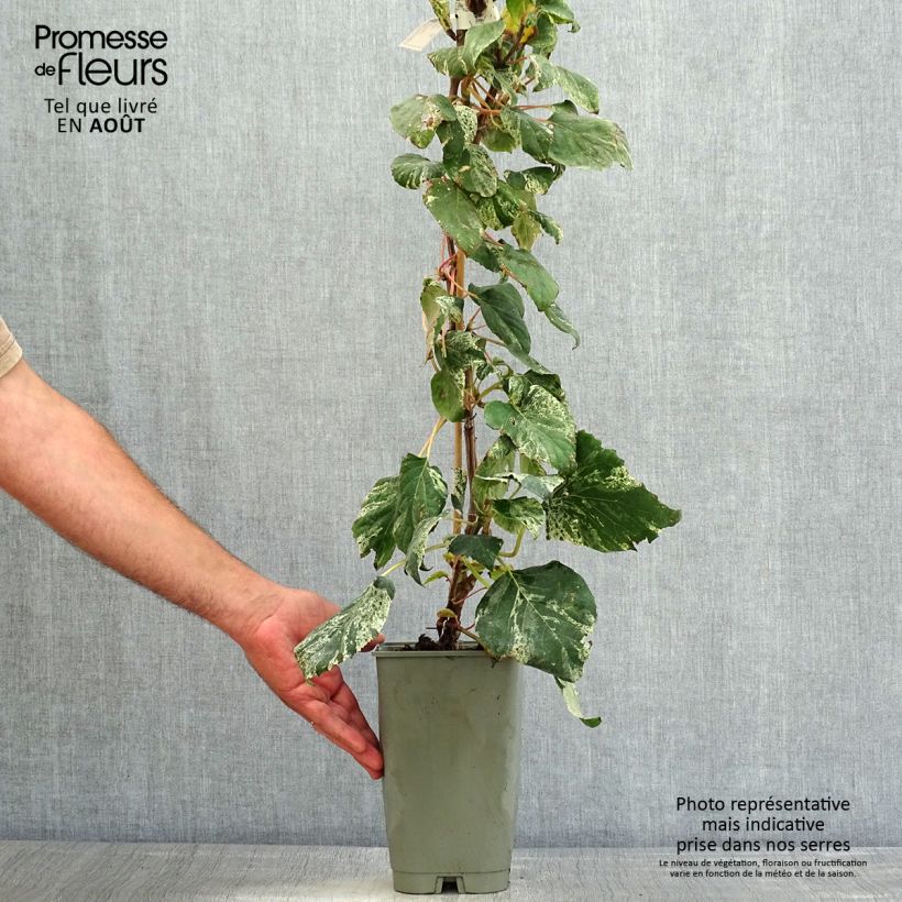 Schizophragma hydrangeoides Burst of Light 2L/3L pot sample as delivered in summer