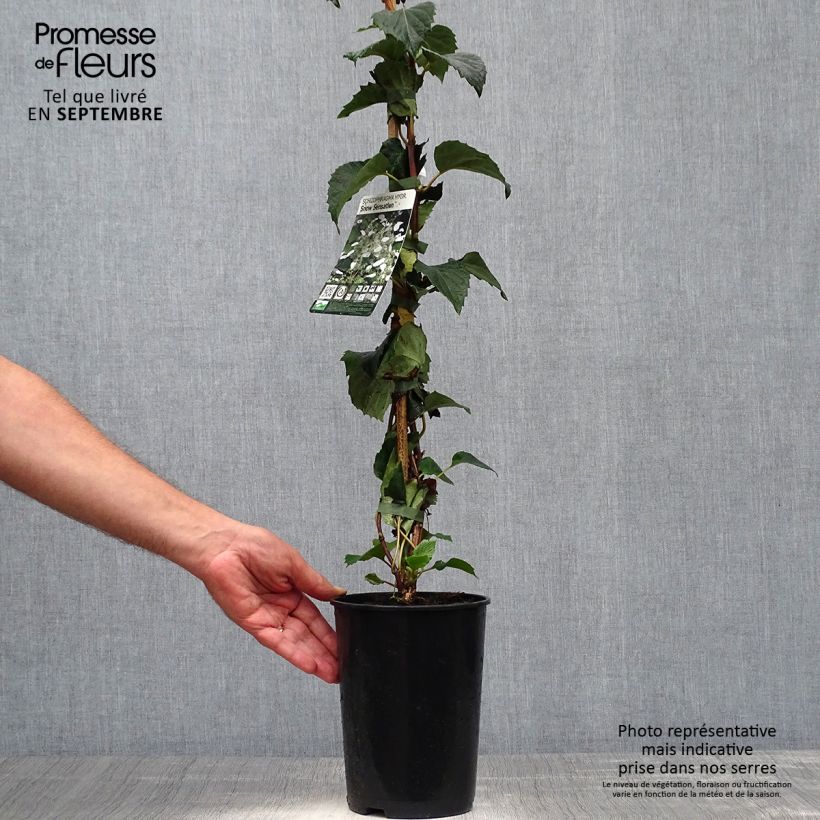 Schizophragma hydrangeoides Snow Sensation 3L/4L pot sample as delivered in autumn