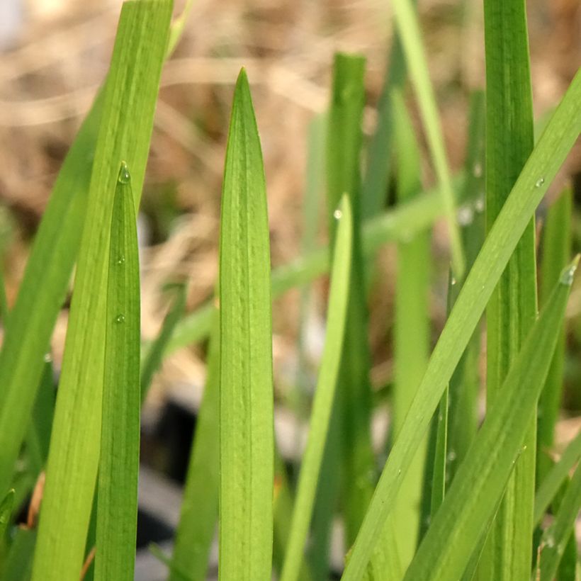 Schizostylis coccinea - crimson flag lily (Foliage)
