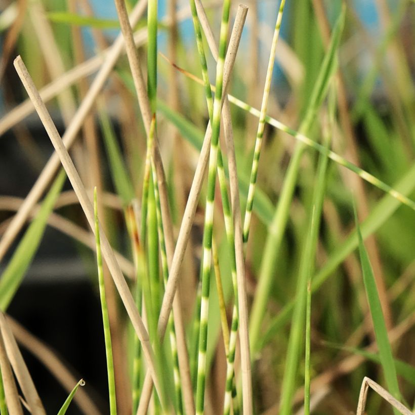 Schoenoplectus lacustris subsp tabernaemontani Zebrinus (Foliage)