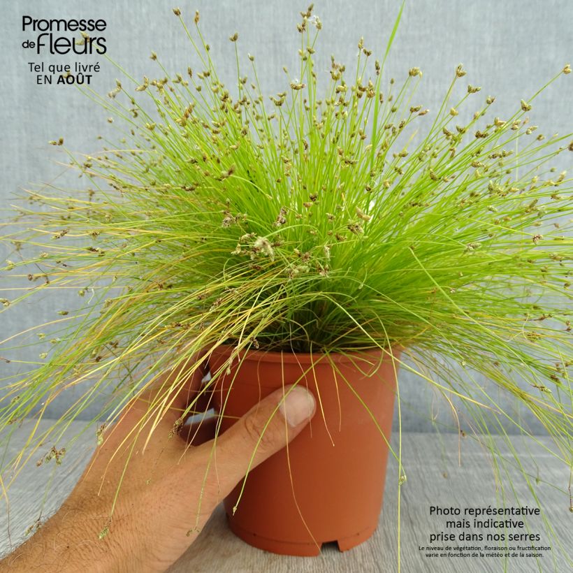 Example of Scirpus cernuus - Fibre Optic Grass as you get in ete