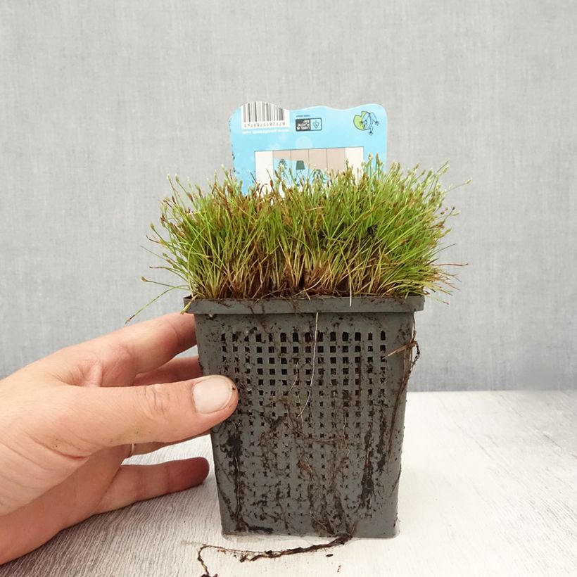 Scirpus isolepsis - Pot de 1L/1,5L sample as delivered in summer