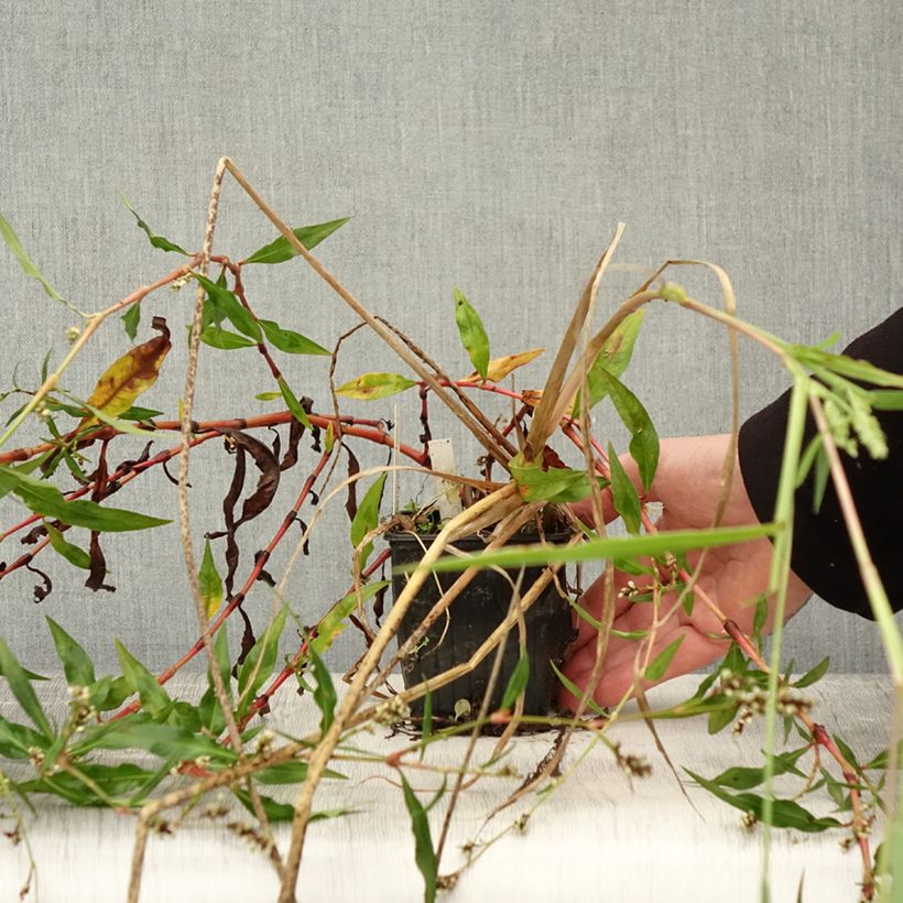 Scirpus mucronatus  8/9 cm pot sample as delivered in autumn