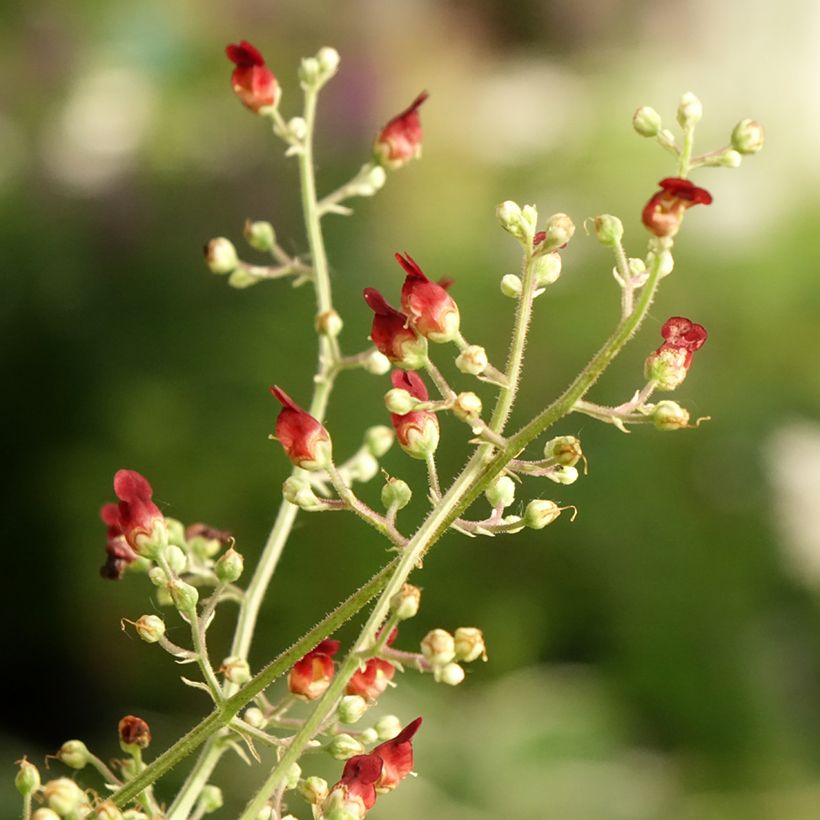 Scrophularia auriculata Variegata (Flowering)