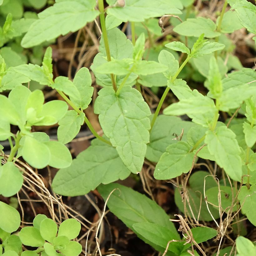 Scutellaria scordiifolia (Foliage)