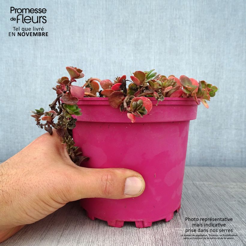 Sedum album Coral Carpet - Stonecrop 2L/3L pot sample as delivered in autumn