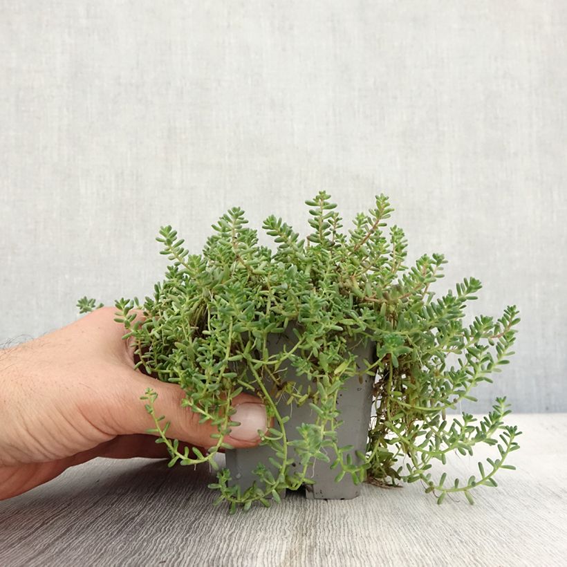 Sedum album var. murale - Stonecrop 8/9 cm pot sample as delivered in autumn