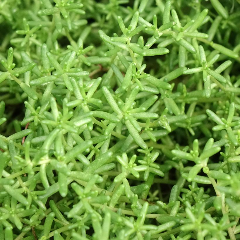 Sedum album var. murale - Stonecrop (Foliage)