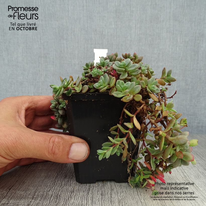 Sedum cauticola Lidakense - Orpin Godet de 9cm sample as delivered in autumn