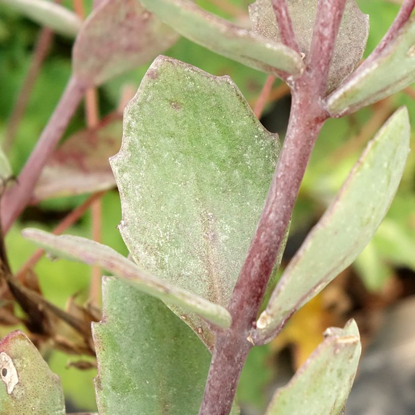 Sedum cauticola Robustum - Stonecrop (Foliage)