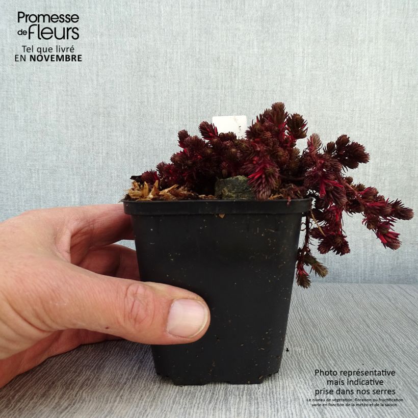 Sedum Chocolate Ball - Orpin Godet de 9cm sample as delivered in autumn