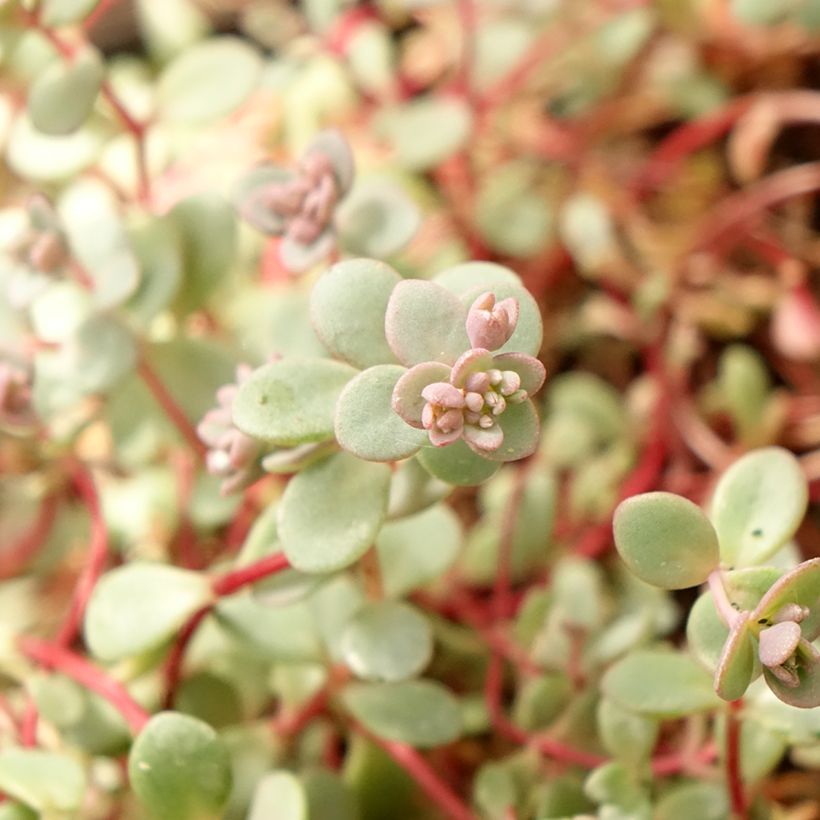 Sedum cyaneum Rose Carpet - Azure stonecrop (Foliage)