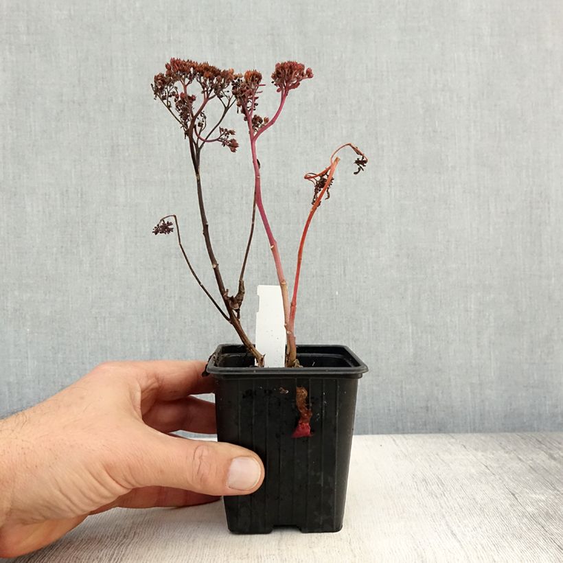 Sedum telephium Dark Magic - Autumn Stonecrop 8/9 cm pot sample as delivered in autumn