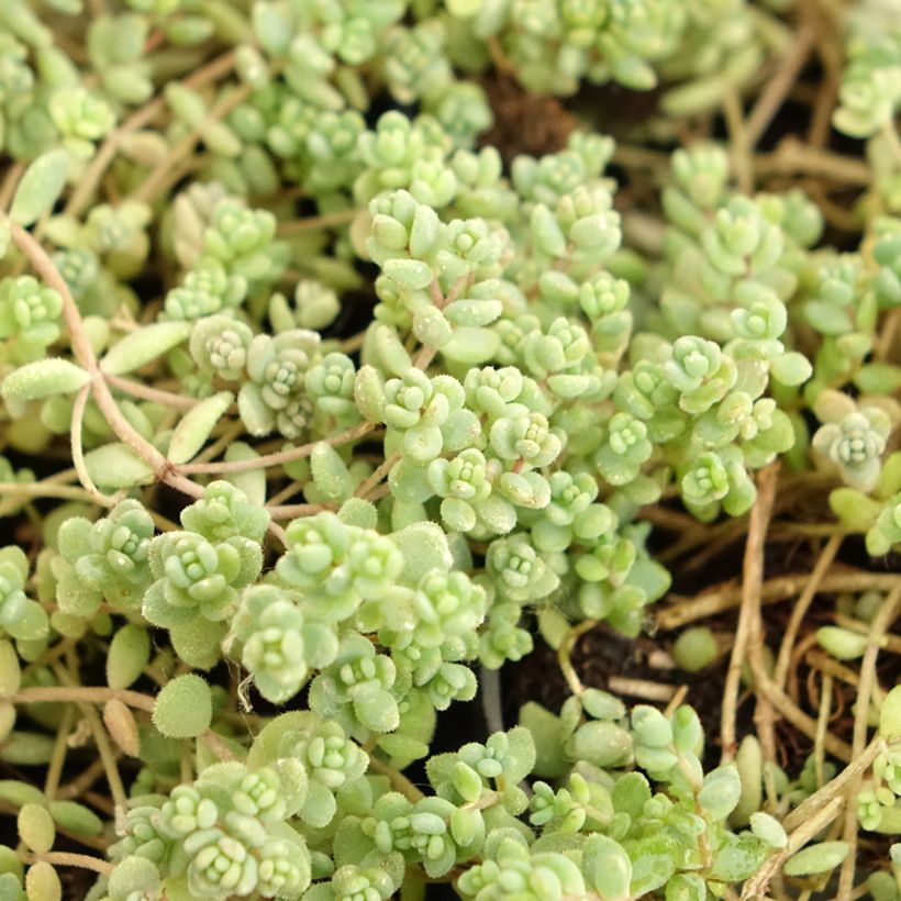 Sedum dasyphyllum - Stonecrop (Foliage)