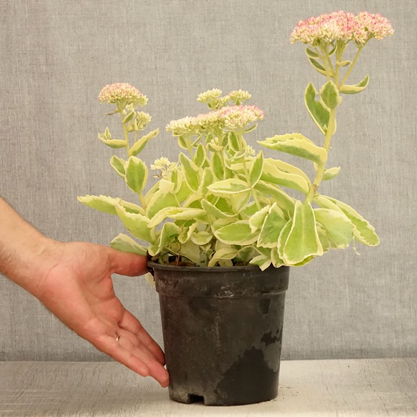 Sedum Frosted Fire - Orpin d'automne. - Pot de 2L/3L sample as delivered in summer