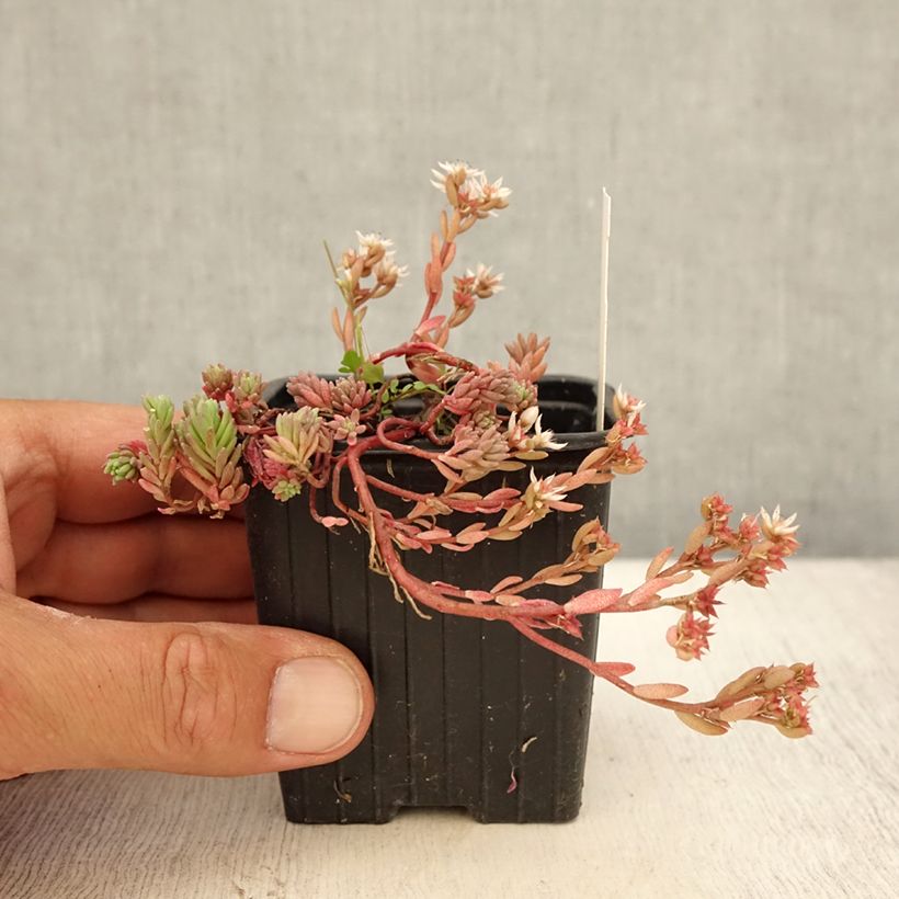 Sedum lydium Glaucum - Stonecrop 8/9 cm pot sample as delivered in summer