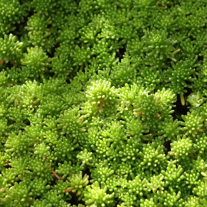 Sedum lydium Glaucum - Stonecrop (Foliage)