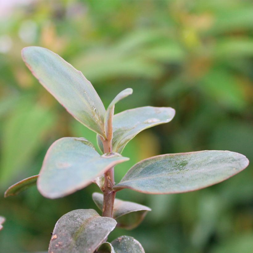 Sedum telephium Marina - Autumn Stonecrop (Foliage)