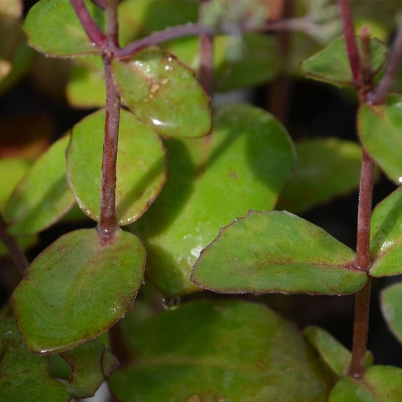 Sedum Matrona - Autumn Stonecrop (Foliage)