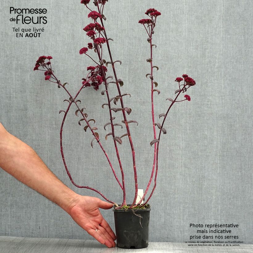 Sedum spectabile Purple Emperor - Autumn Stonecrop 1.5L/2L pot sample as delivered in summer