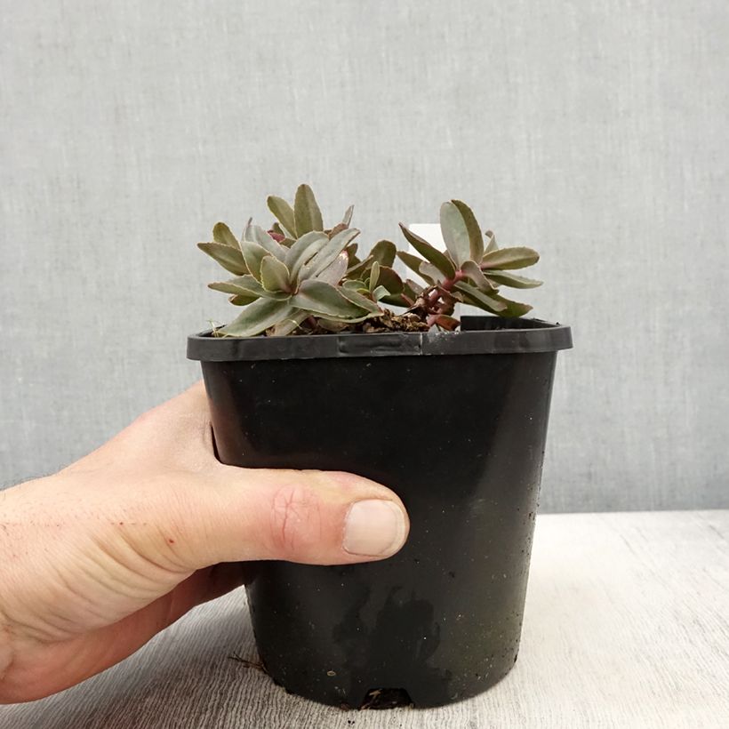 Sedum spectabile Purple Emperor - Autumn Stonecrop 1.5L/2L potShipped height around 10cm sample as delivered in spring