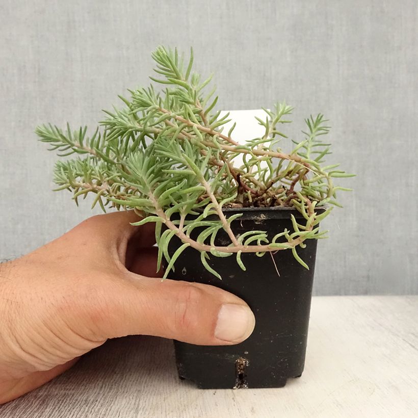 Sedum reflexum Blue Spruce - Stonecrop 8/9 cm pot sample as delivered in summer