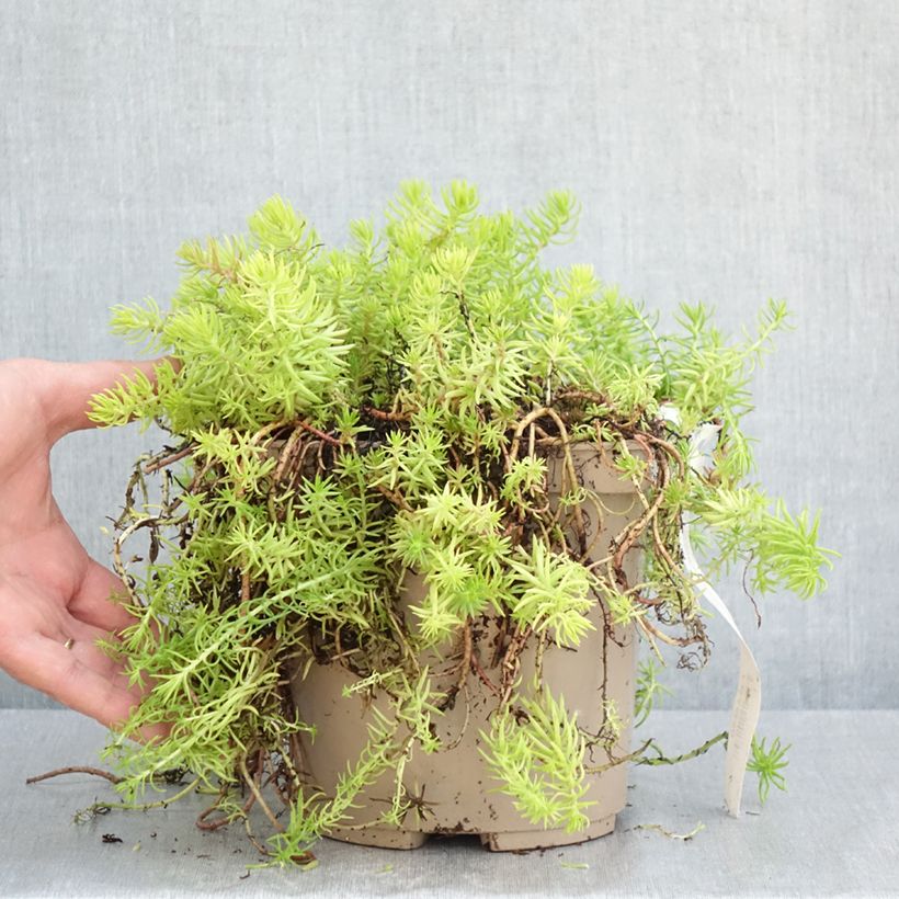 Sedum reflexum Yellow Cushion - Stonecrop 3L/4L pot sample as delivered in spring