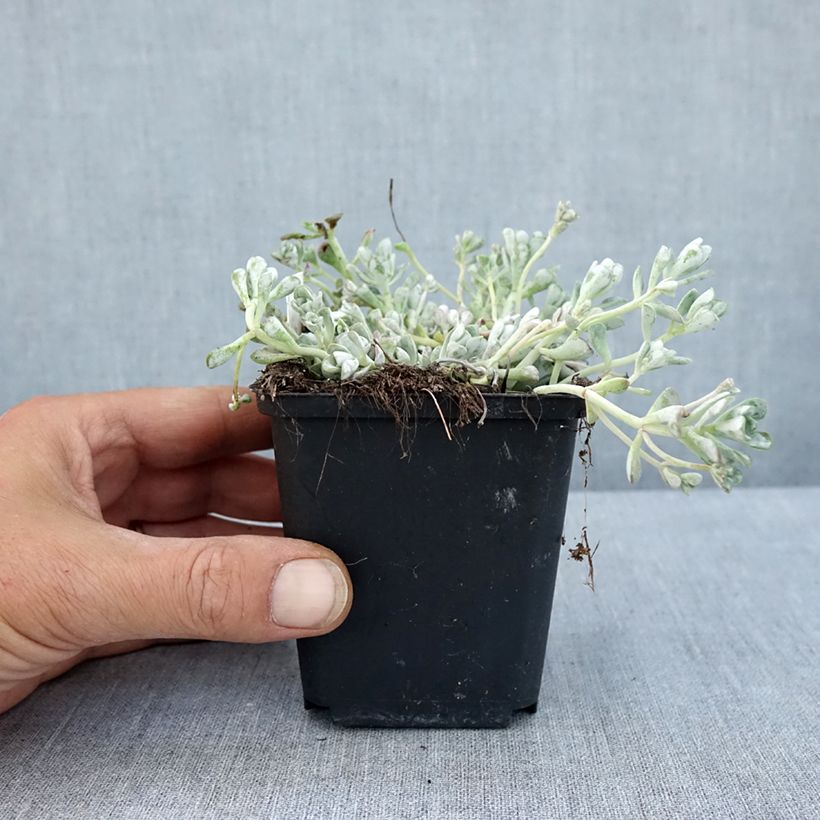 Sedum spathulifolium Cape Blanco - Stonecrop 8/9 cm pot sample as delivered in summer
