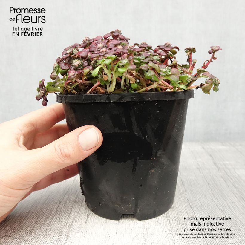 Sedum spathulifolium Purpureum - Orpin Pot de 2L/3L sample as delivered in winter