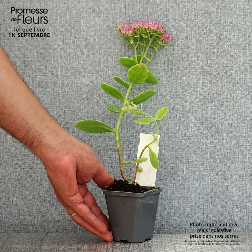 Sedum spectabile Brilliant - Autumn Stonecrop 8/9 cm pot sample as delivered in summer