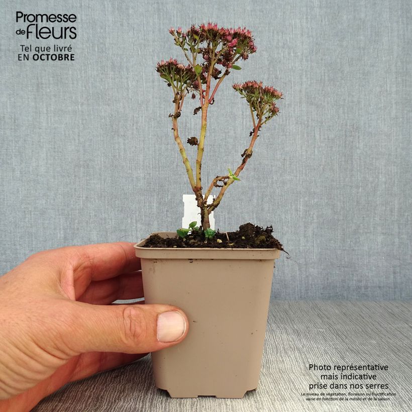 Sedum spectabile Septemberglut - Autumn Stonecrop 8/9 cm pot sample as delivered in autumn