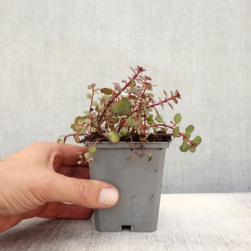 Sedum spurium Voodoo - Stonecrop 8/9 cm pot sample as delivered in autumn