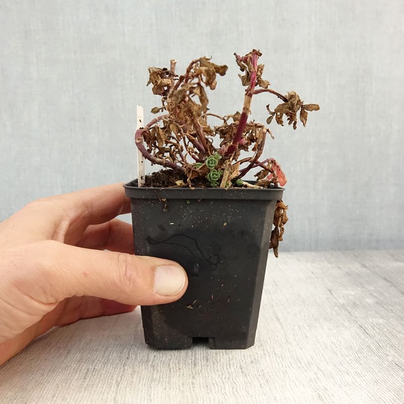 Sedum SunSparkler Blue Pearl - Stonecrop 8/9 cm pot sample as delivered in autumn