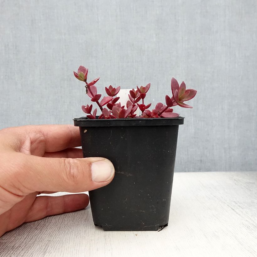Sedum SunSparkler Blue Pearl - Stonecrop 8/9 cm pot sample as delivered in summer