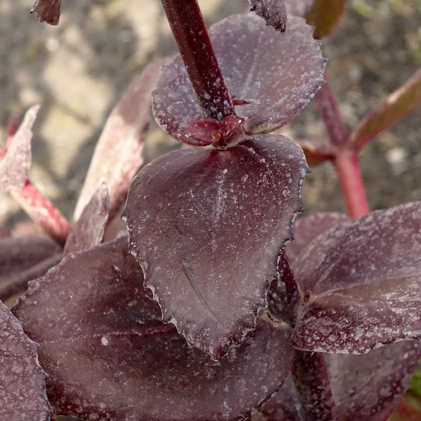 Sedum Bon Bon - Stonecrop (Foliage)